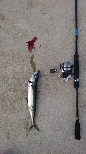 マサバの釣果