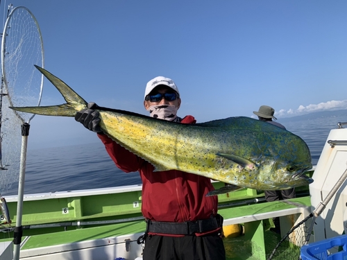 シイラの釣果