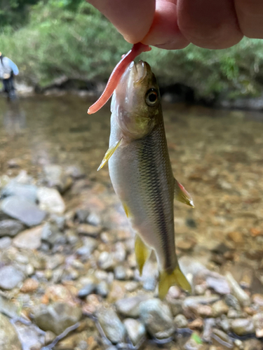 アブラハヤの釣果