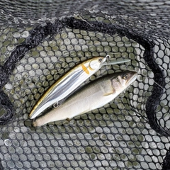 アユの釣果