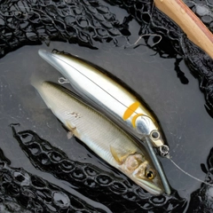 アユの釣果