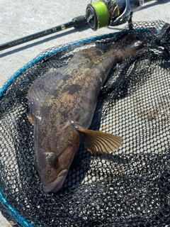 アイナメの釣果