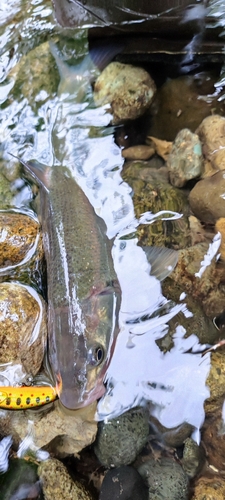 ウグイの釣果