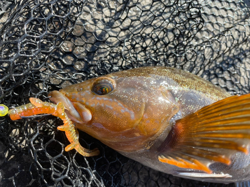 アイナメの釣果