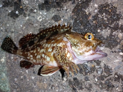 カサゴの釣果