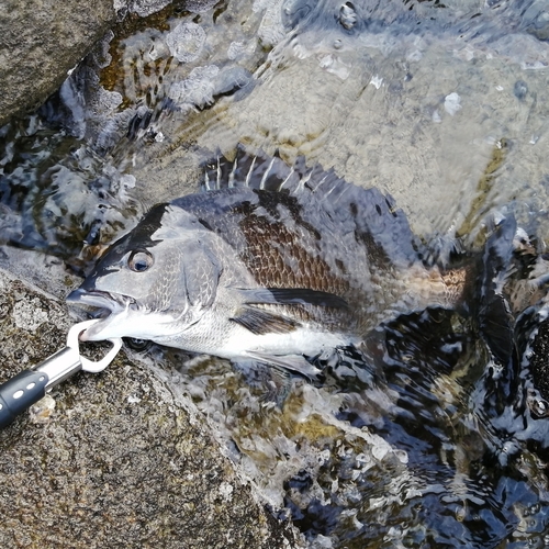 クロダイの釣果