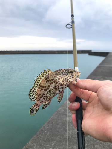 イシミーバイの釣果