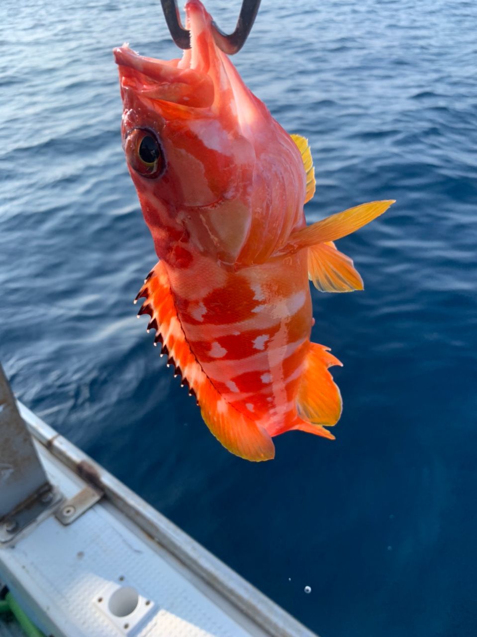 かみーゆさんの釣果 1枚目の画像