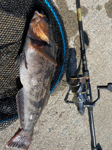 アイナメの釣果