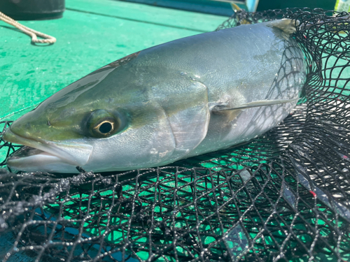 ヤズの釣果