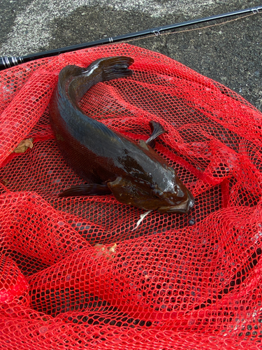 アブラコの釣果