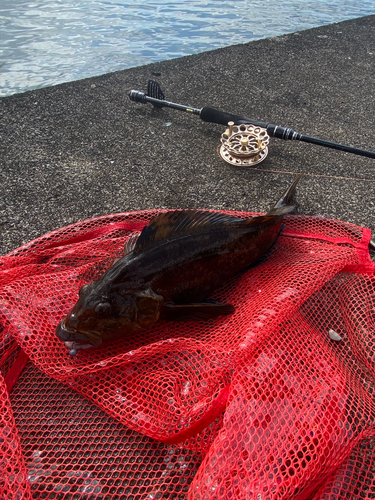 アブラコの釣果