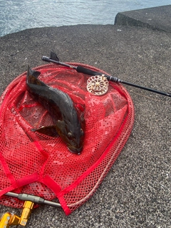 アブラコの釣果