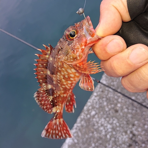 アラカブの釣果