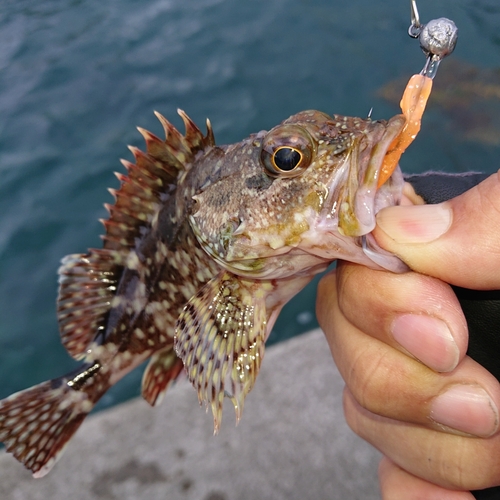 アラカブの釣果