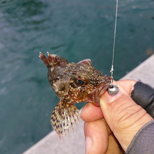 アラカブの釣果