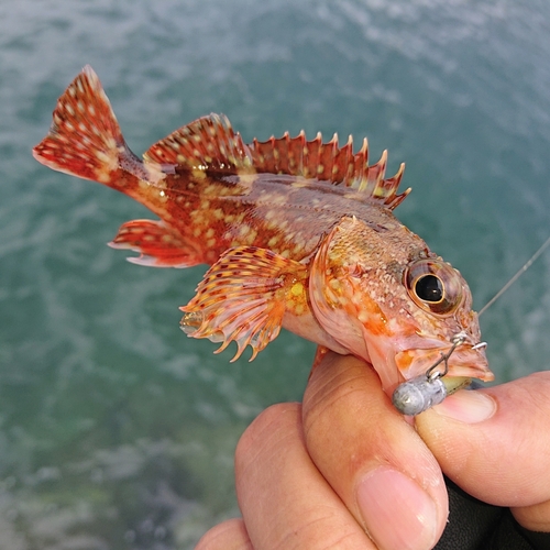 アラカブの釣果