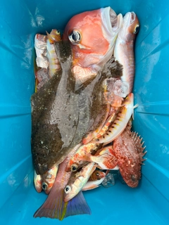 アマダイの釣果