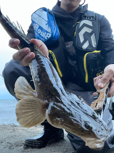 マゴチの釣果