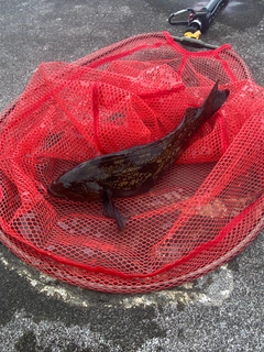 アブラコの釣果