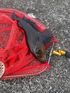 アブラコの釣果
