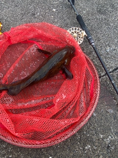 アブラコの釣果