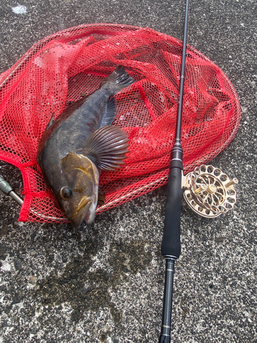 アブラコの釣果