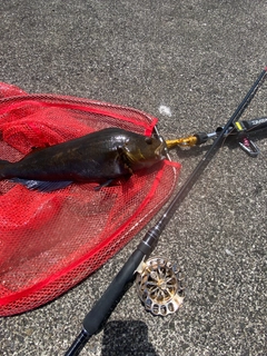 アブラコの釣果