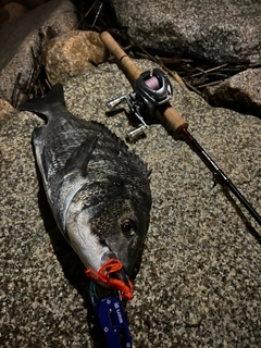 チヌの釣果