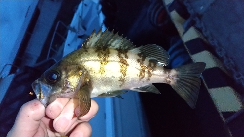 メバルの釣果