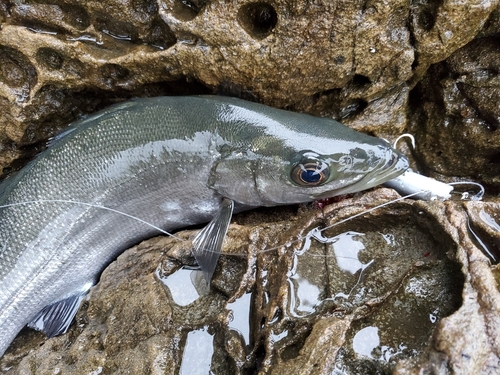 ヒラスズキの釣果