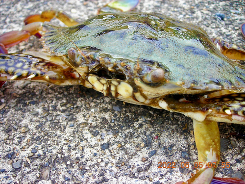 タイワンガザミの釣果