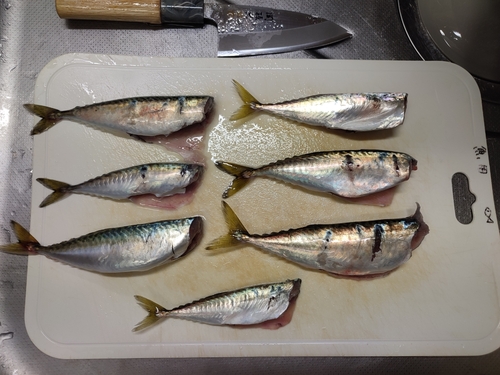 サバの釣果