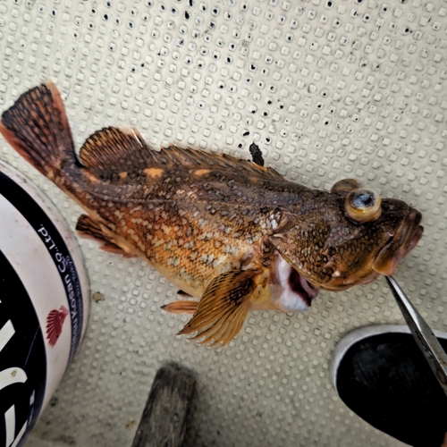 カサゴの釣果