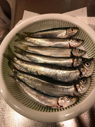 ニシンの釣果