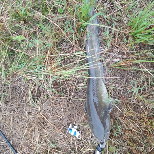 マナマズの釣果