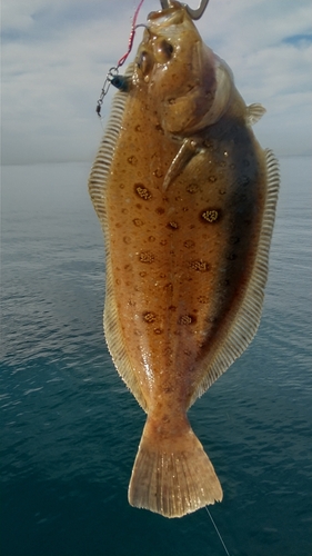 ムシガレイの釣果