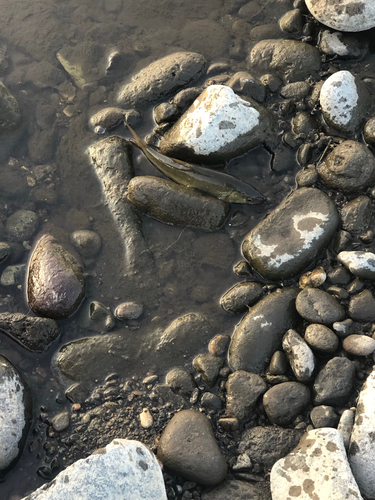 ウグイの釣果