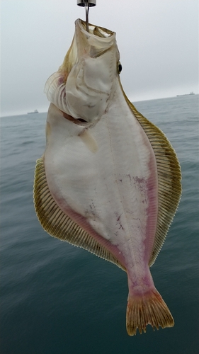 ソウハチの釣果