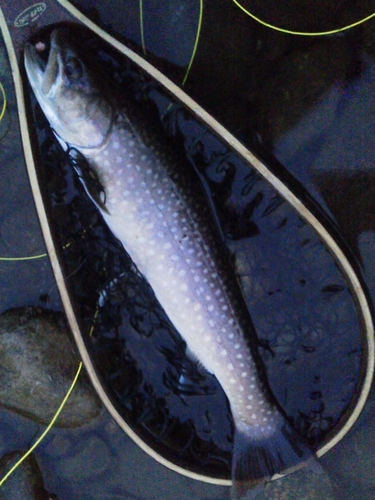 イワナの釣果