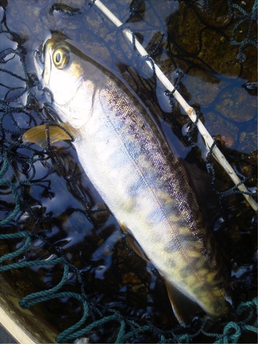 カワサバの釣果