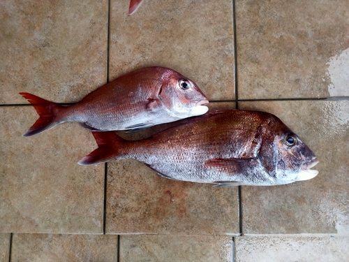 マダイの釣果