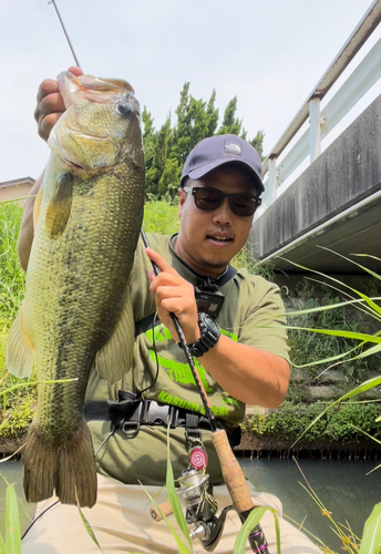 ブラックバスの釣果