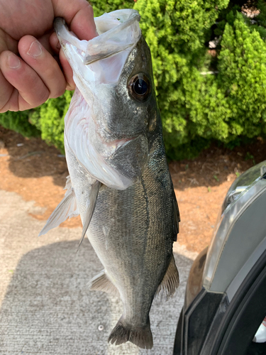 スズキの釣果