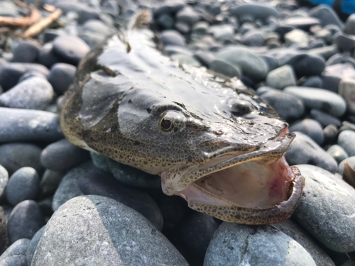 マゴチの釣果