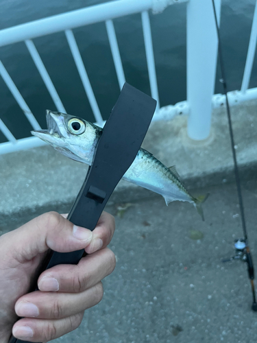 サバの釣果