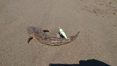 マゴチの釣果