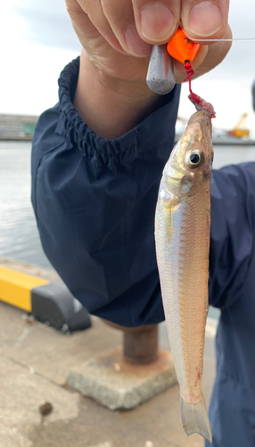 キスの釣果