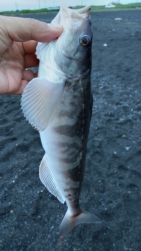 ホッケの釣果