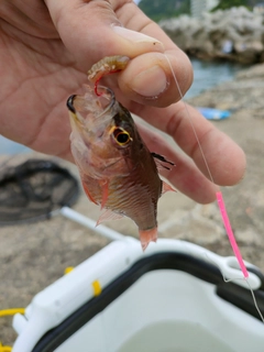 ネンブツダイの釣果